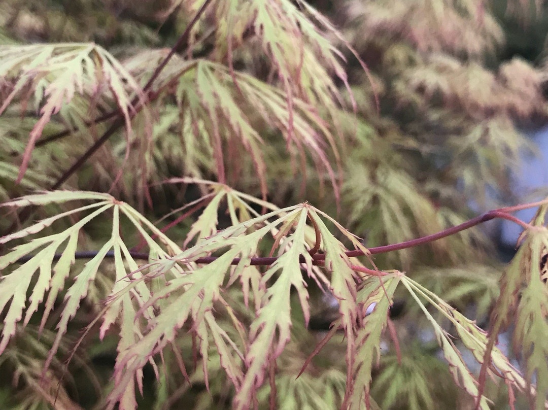 斗牛士牛排餐厅