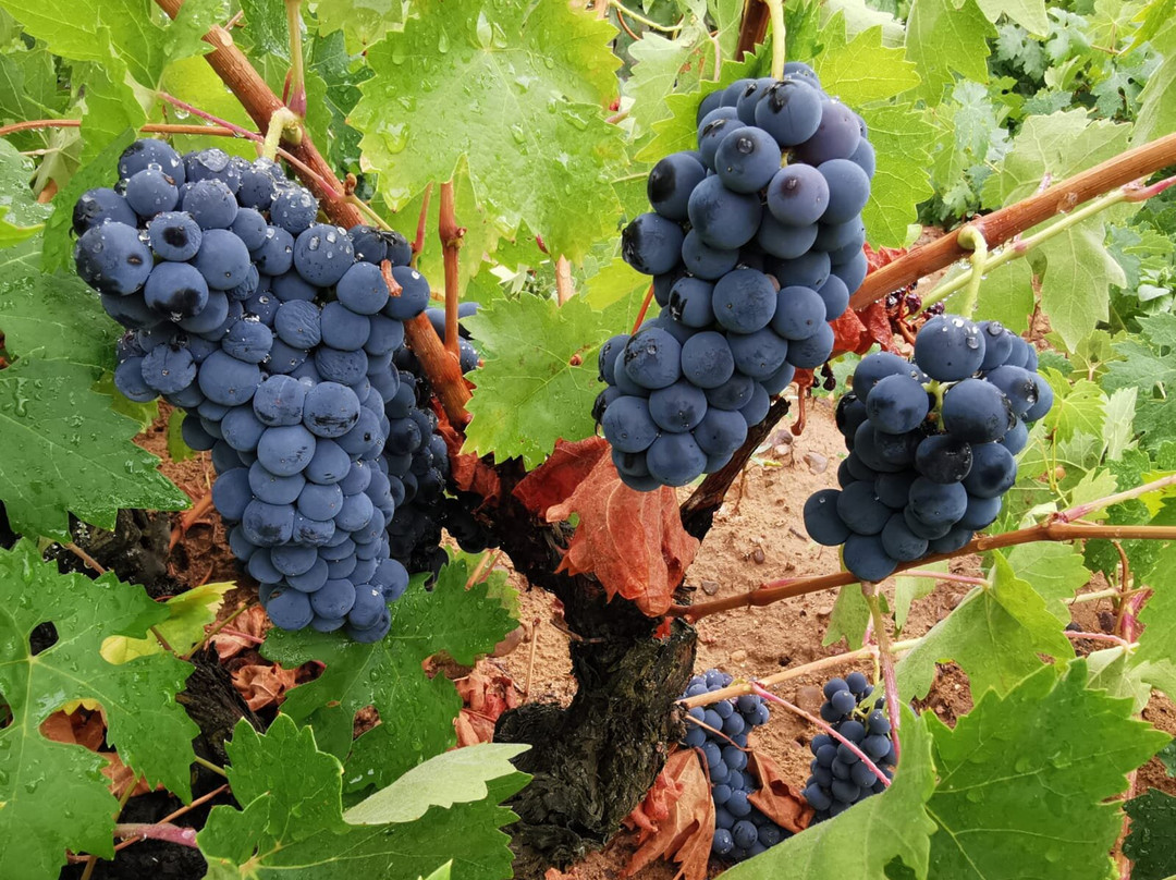 Bodegas Matihuelo景点图片