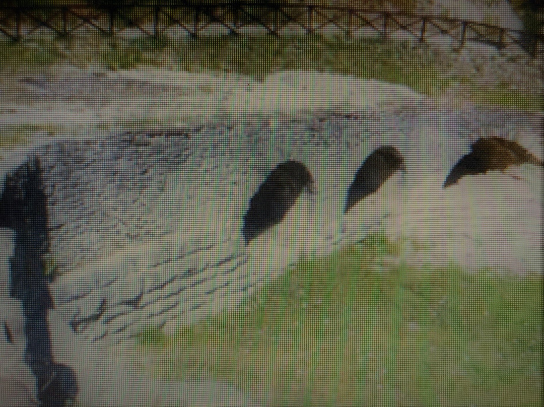 Ponte Grosso景点图片
