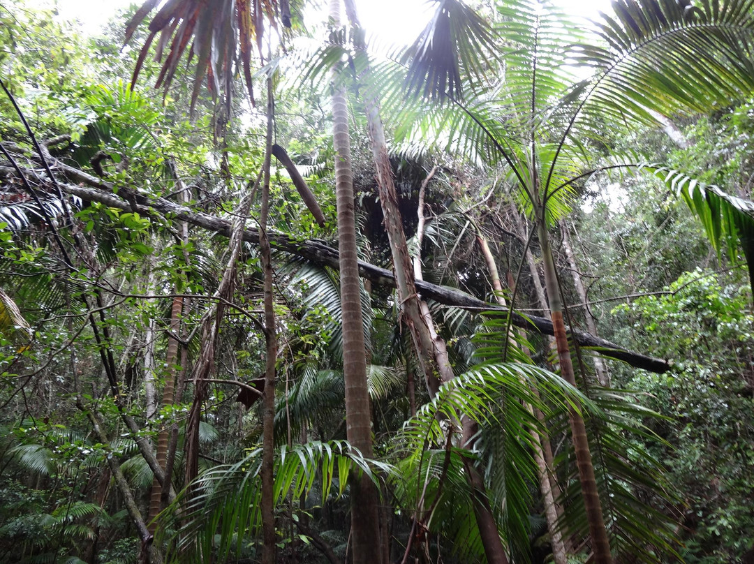 Ourimbah旅游攻略图片