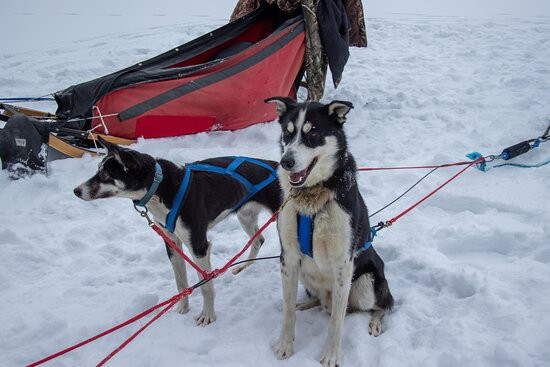 White Wolf Dog Sled Trips-伊利必去景点