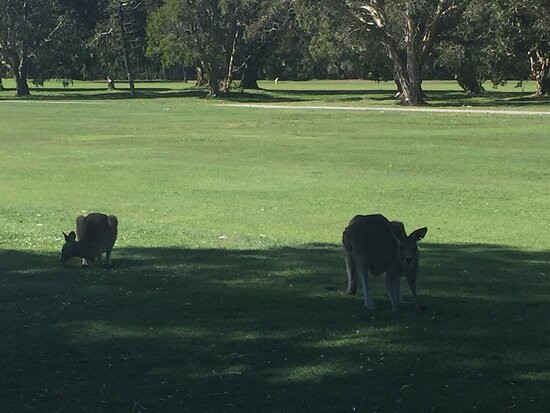 Yamba Golf and Country Club景点图片