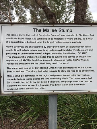 Big Mallee Root Stump-Ouyen必去景点