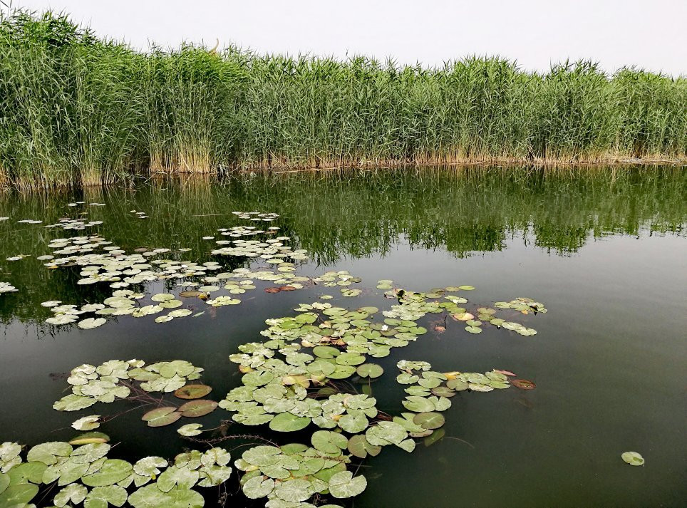 库尔勒莲花湖景点图片