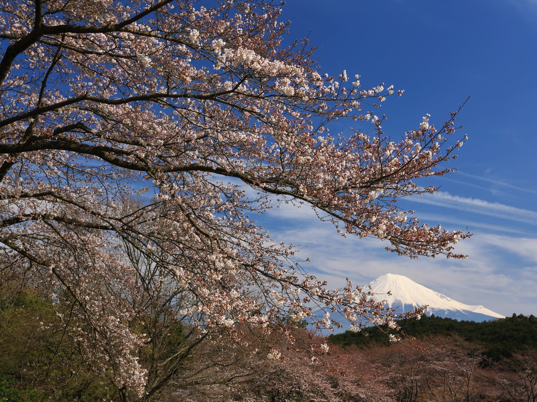 Iwamotoyama Park景点图片