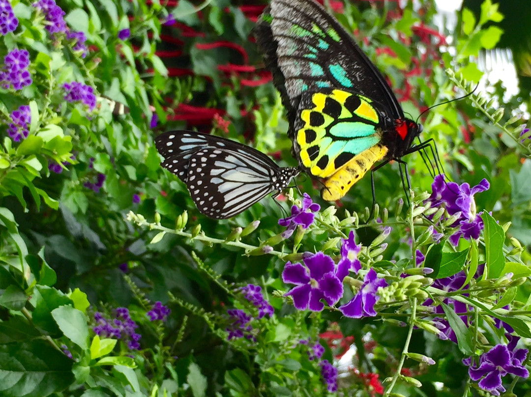 尼亚加拉公园蝴蝶馆景点图片