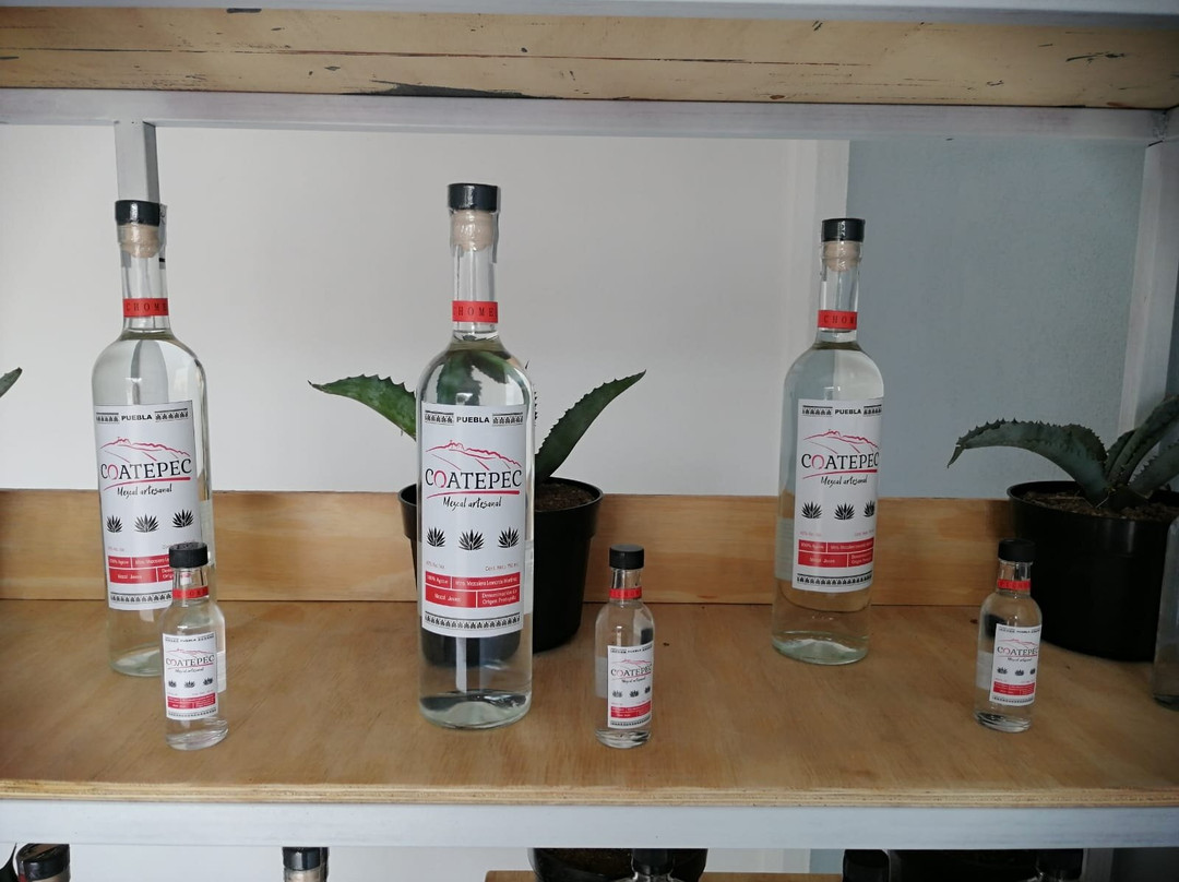 Mezcaleria Coatepec景点图片