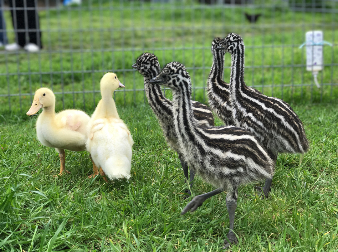 American Made Miniatures Farm Sanctuary景点图片