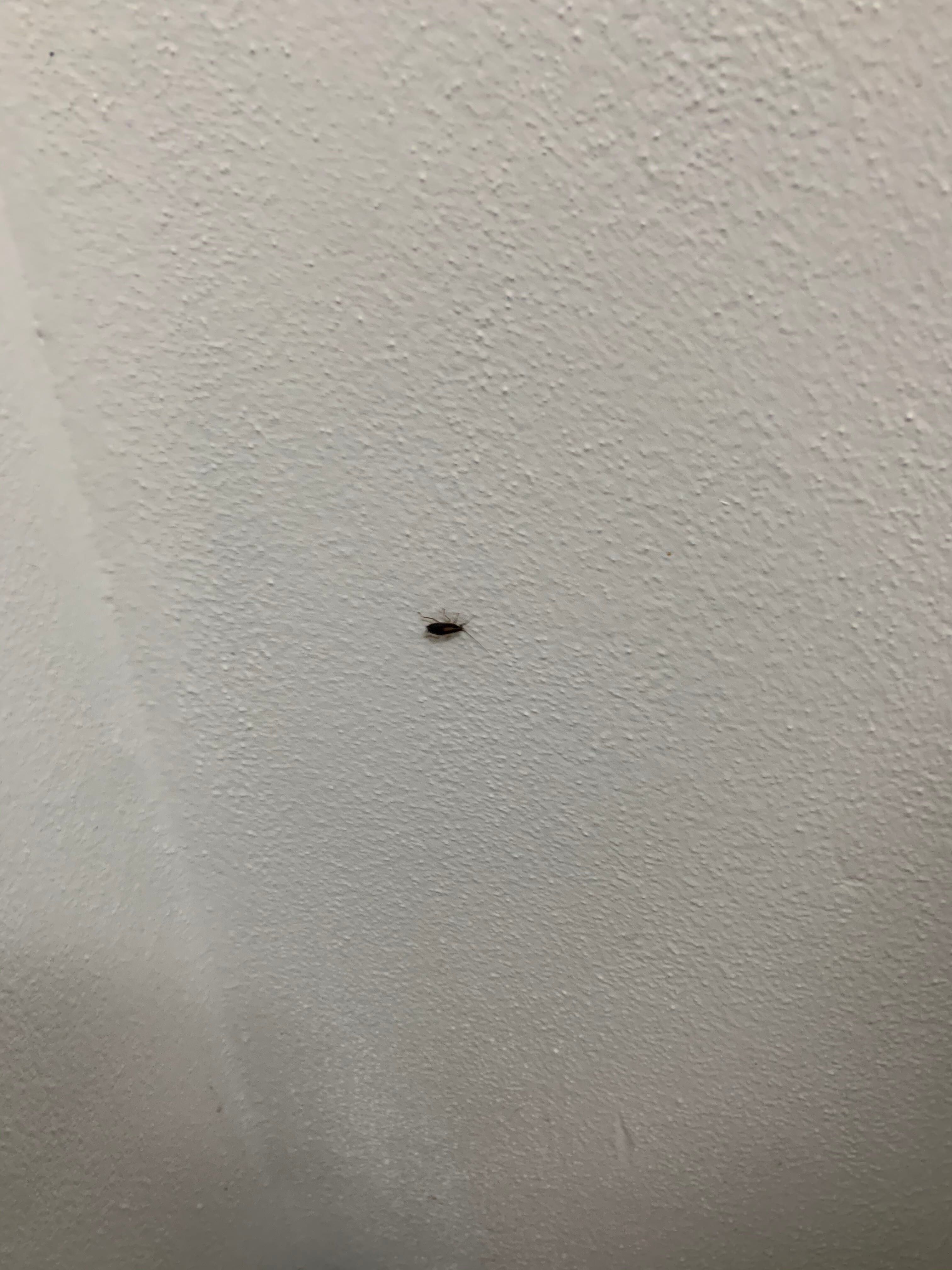 Blue Pelican Motel-浴室