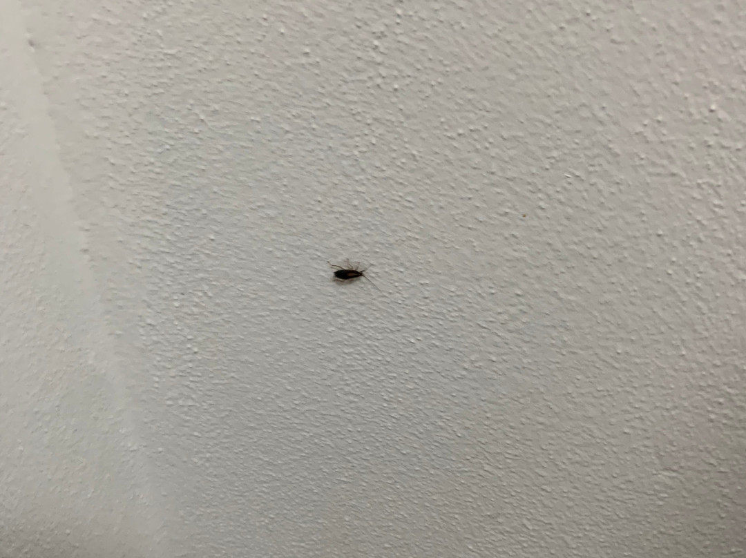 Blue Pelican Motel主图