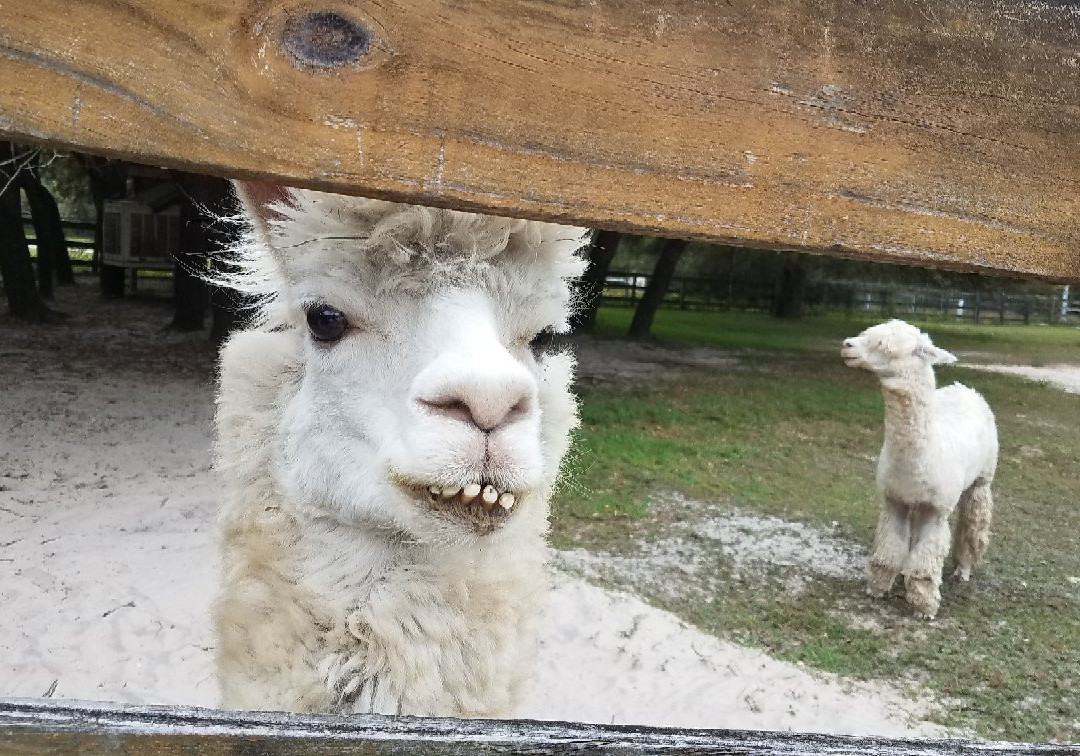Funny Farm Alpacas-Lecanto必去景点