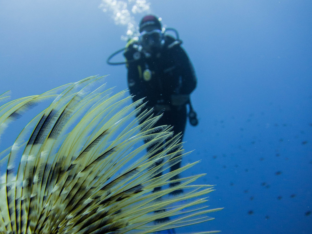 ScubAndros-Gavrion必去景点