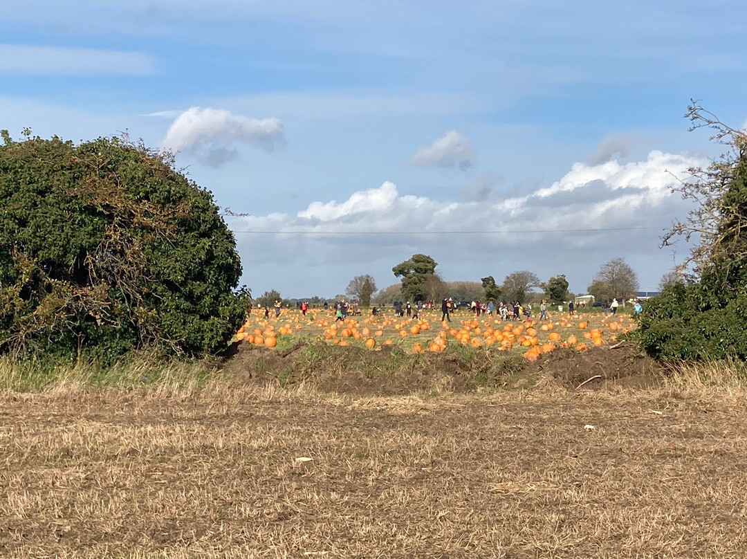 Undley Pumpkin Patch & Maize Maze景点图片