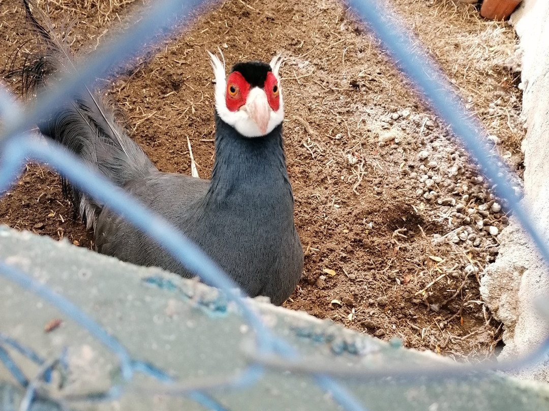 Zoo Koki Parque Zoologico y Botanico景点图片