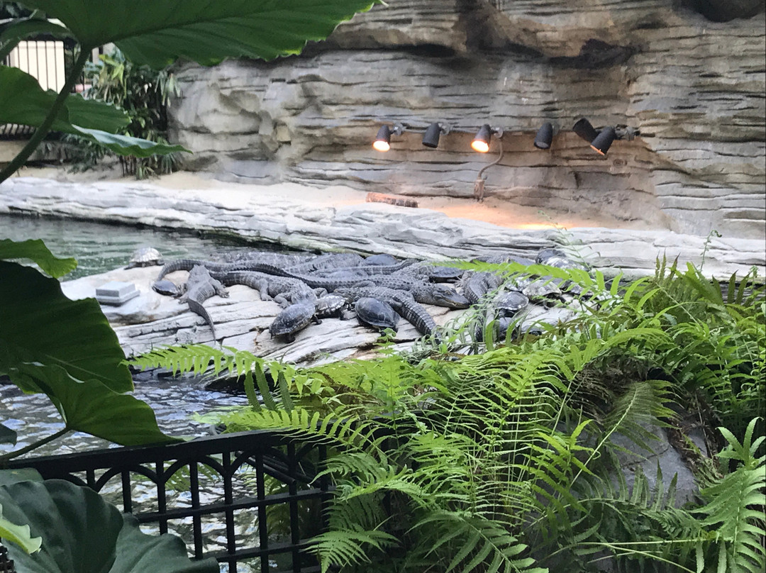 Gaylord Palms Resort & Convention Center-基西米必去景点