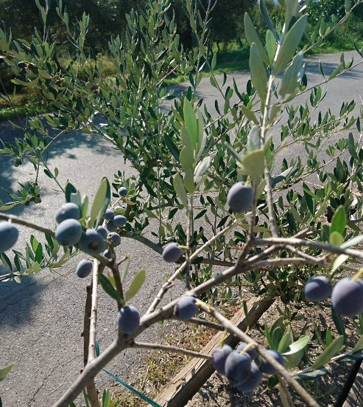 Ben Olive Mill-卡拉马塔必去景点