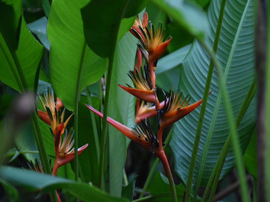 Ecotours Jardin Creole-Le Marin必去景点