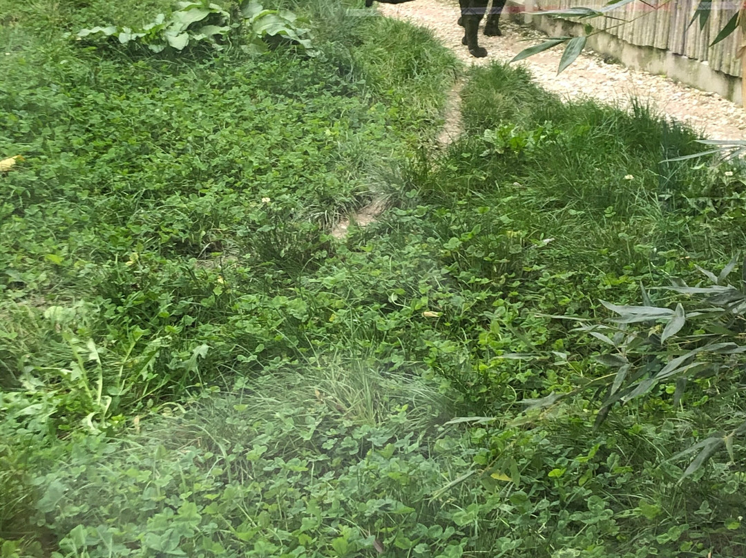 Toni's Zoo-Rothenburg必去景点