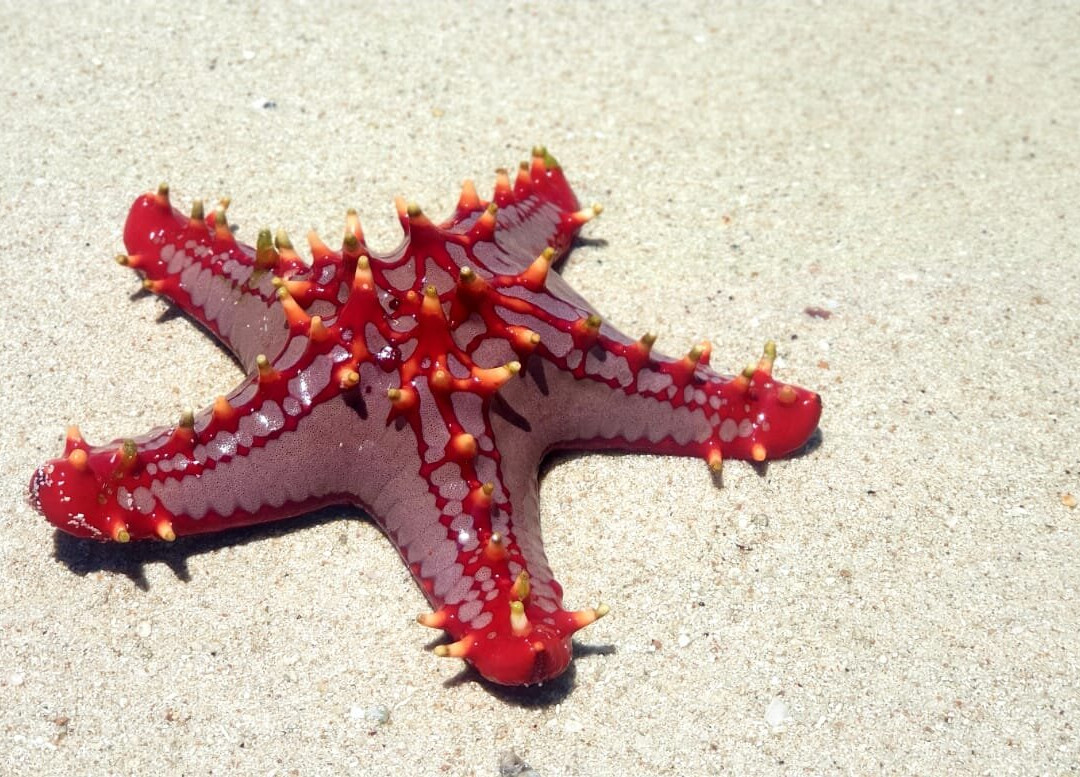 Zanzibar Kombo Tours and Safaris-桑给巴尔市必去景点