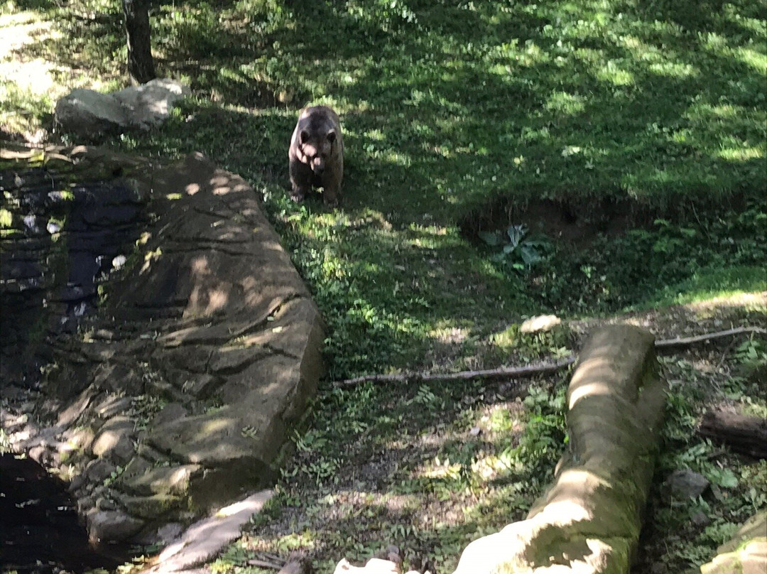 Molló Parc Aventura-Mollo必去景点