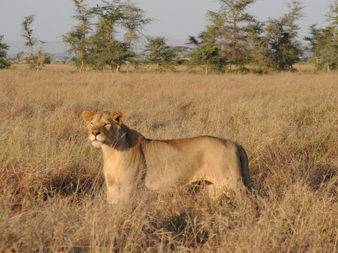 Anicet Philip Safaris Co.-Dar es Salaam必去景点