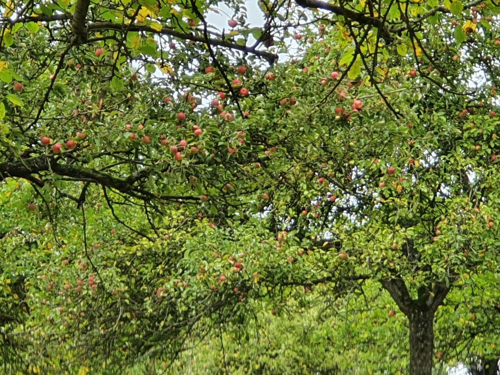 Wilkins Cider Farm景点图片