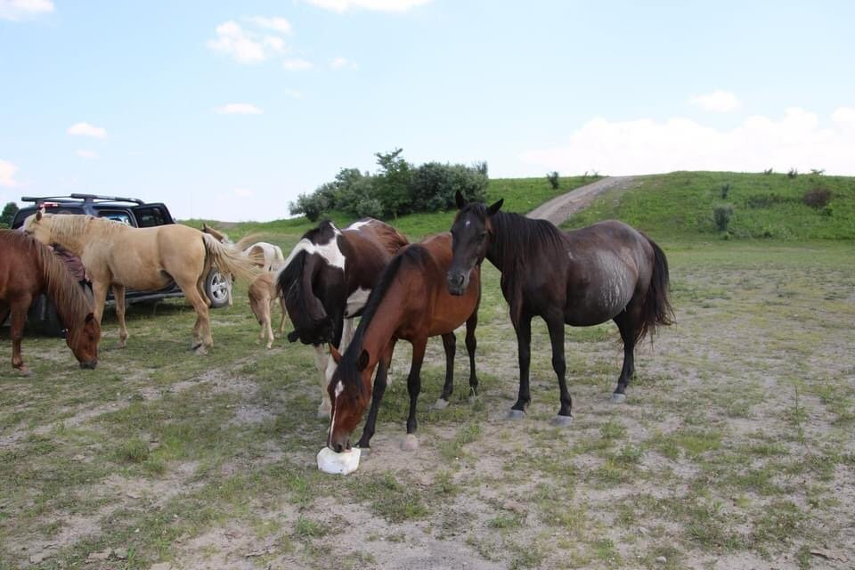 Appalachian Horse Project-Jackson必去景点
