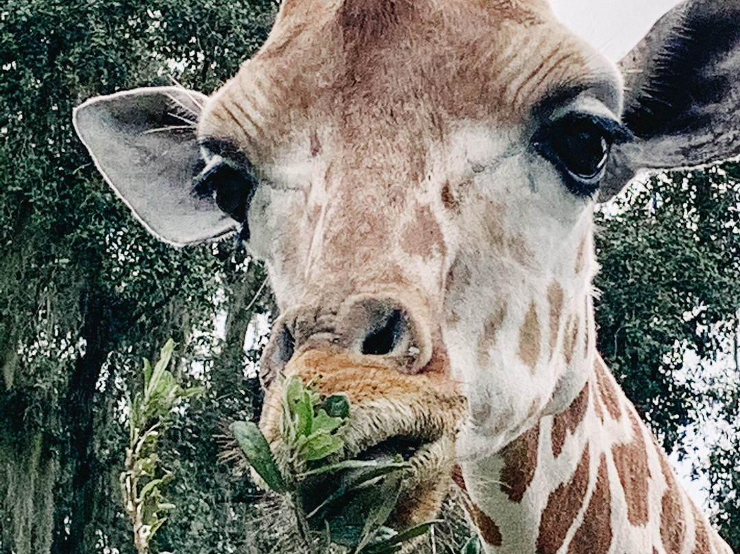 Giraffe Ranch-Dade City必去景点