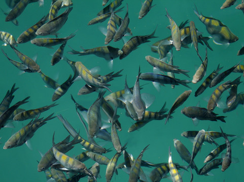 Gray Line Brazil-帕拉地必去景点