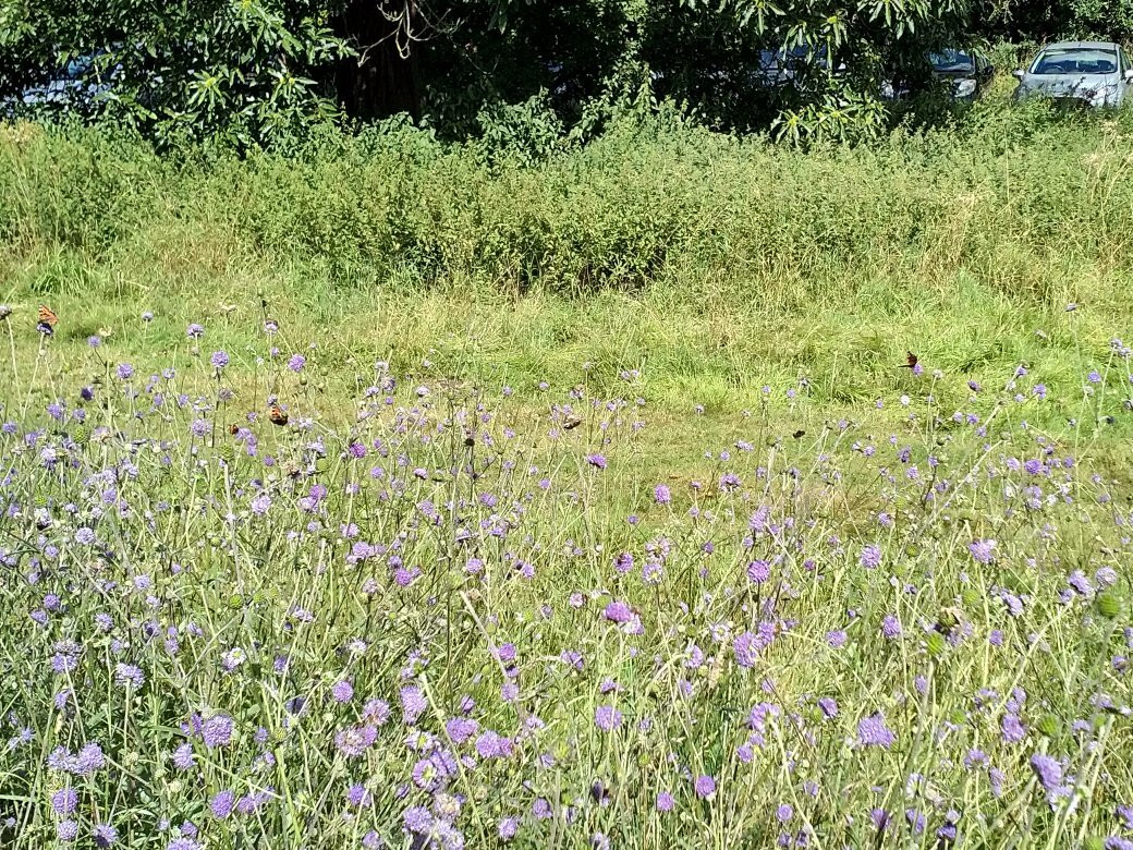 Staffordshire Wildlife Trust - The Wolseley Centre景点图片