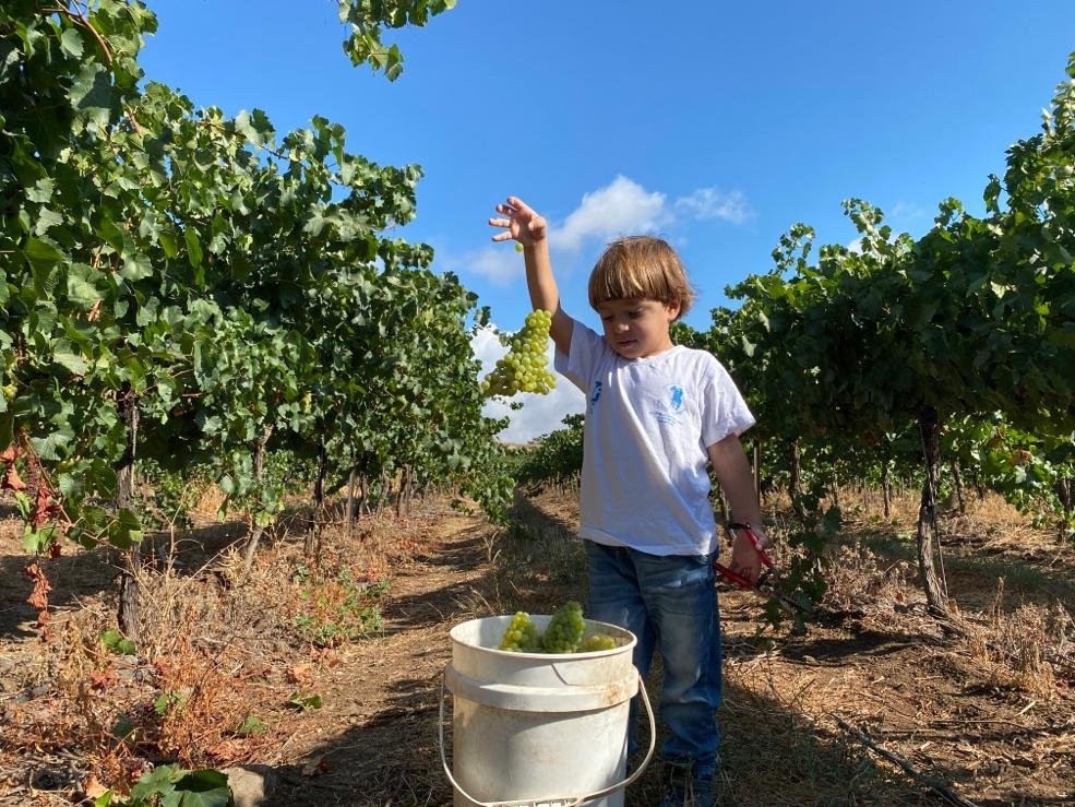 Ben Zimra Winery-Kerem Ben Zimra必去景点