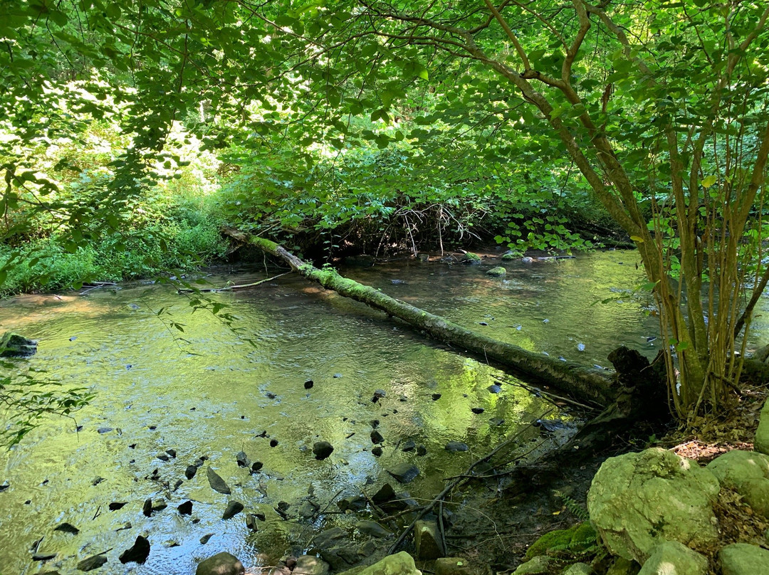 Mianus River Gorge Preserve-Bedford必去景点