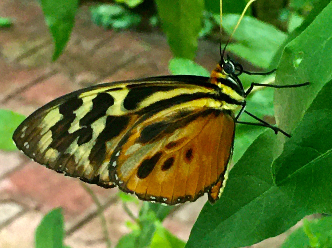 Le Jardin des Papillons景点图片