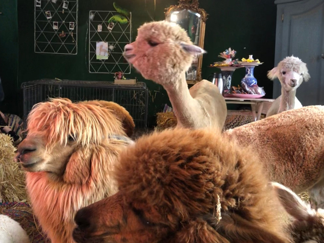 Alpaca Boerderij-Lemelerveld必去景点