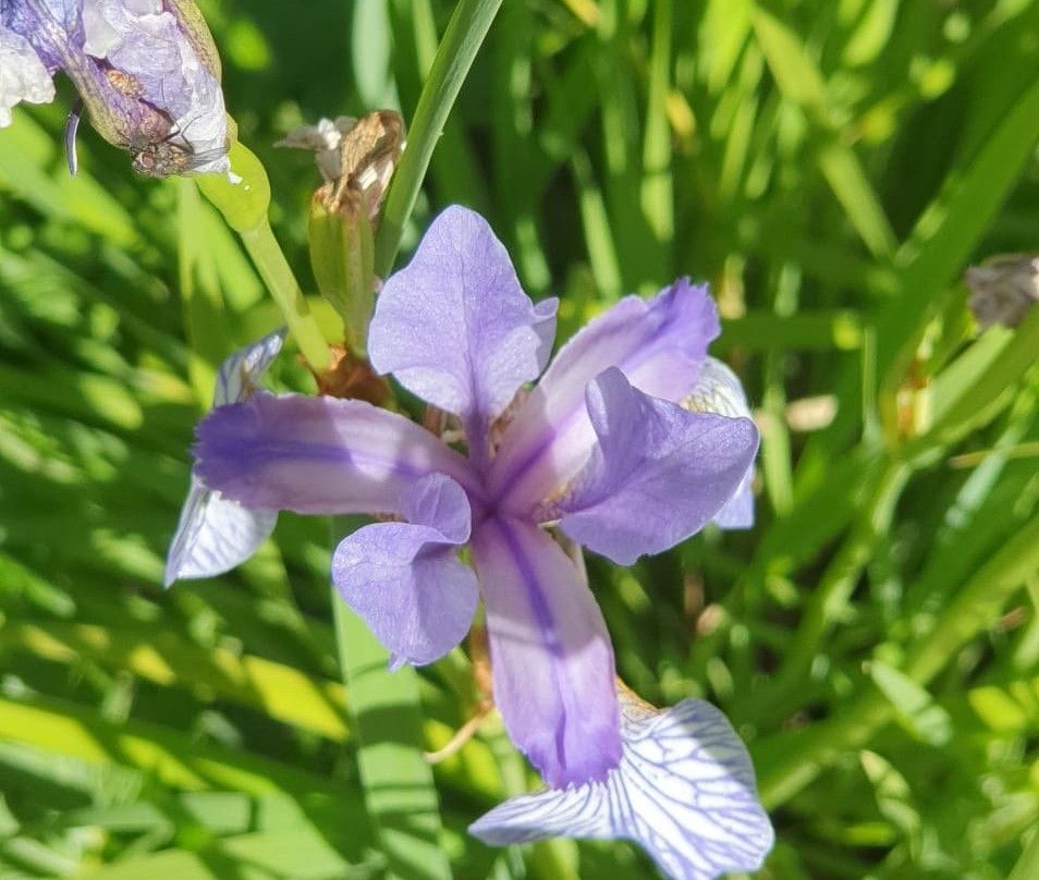 Botanical Garden Alpinum Schatzalp-Davos Platz必去景点