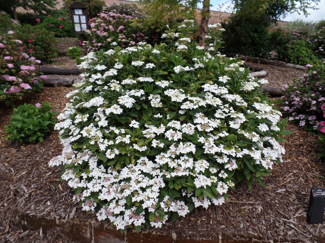 Derby Hydrangeas景点图片