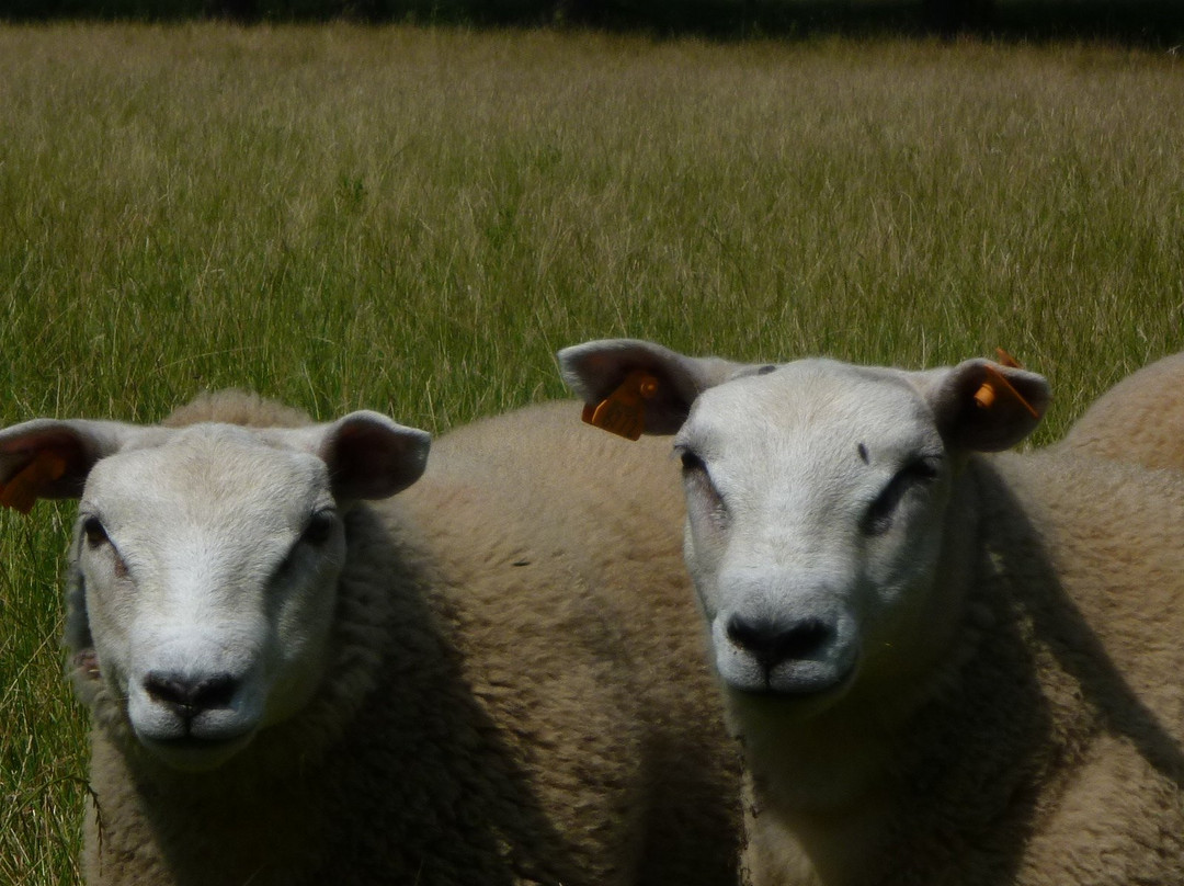 De Mankemerrie主图