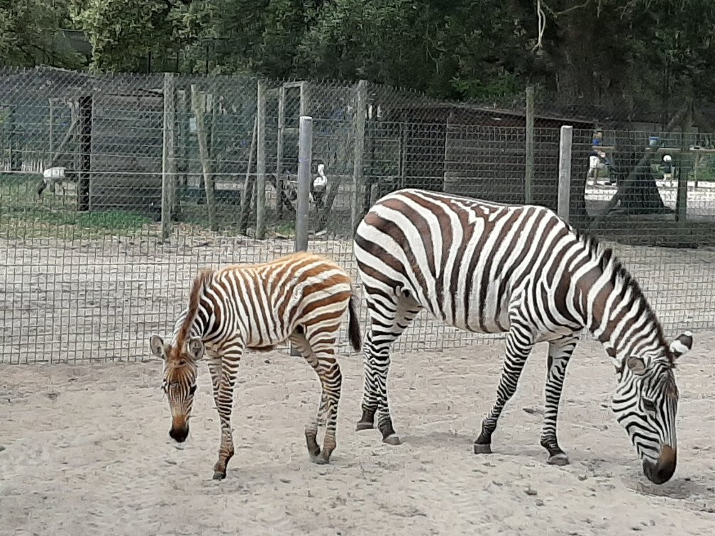 Zoo de Labenne景点图片