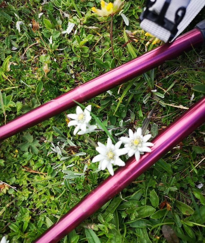 Wanderung zum Edelweissboden - Hochturm-Trofaiach必去景点