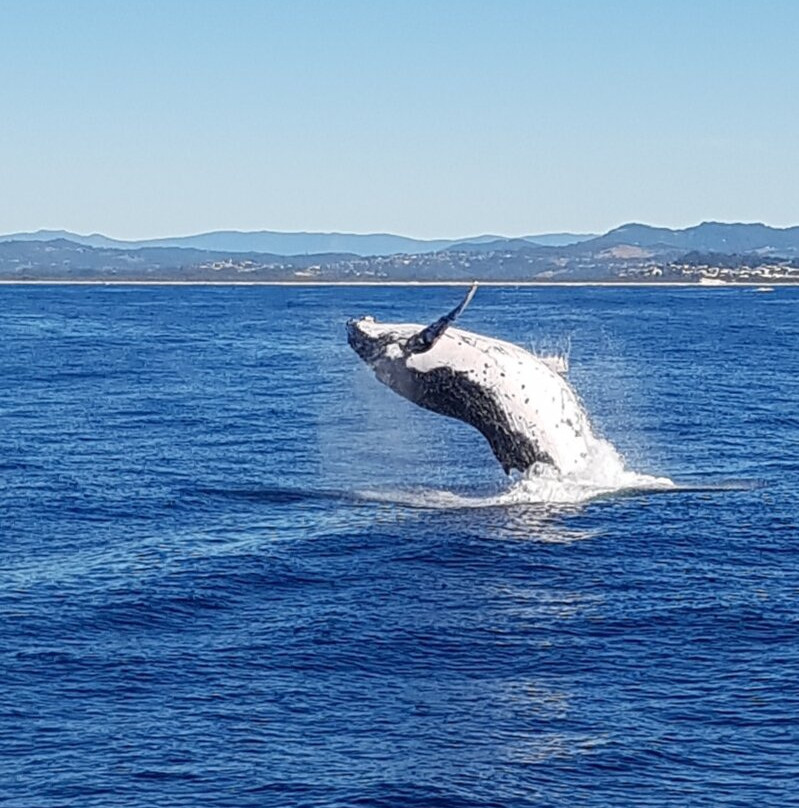 Coolangatta Whale Watch景点图片