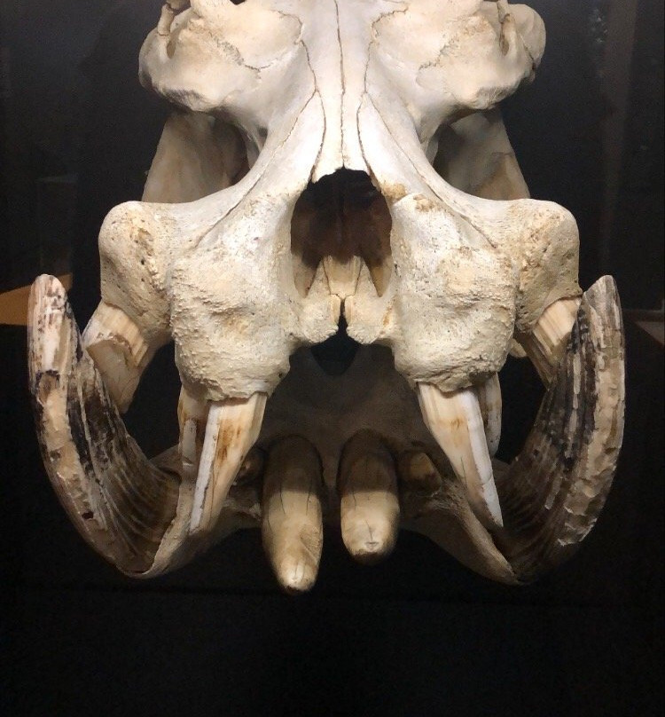 Staatliches Naturhistorisches Museum-布伦瑞克必去景点