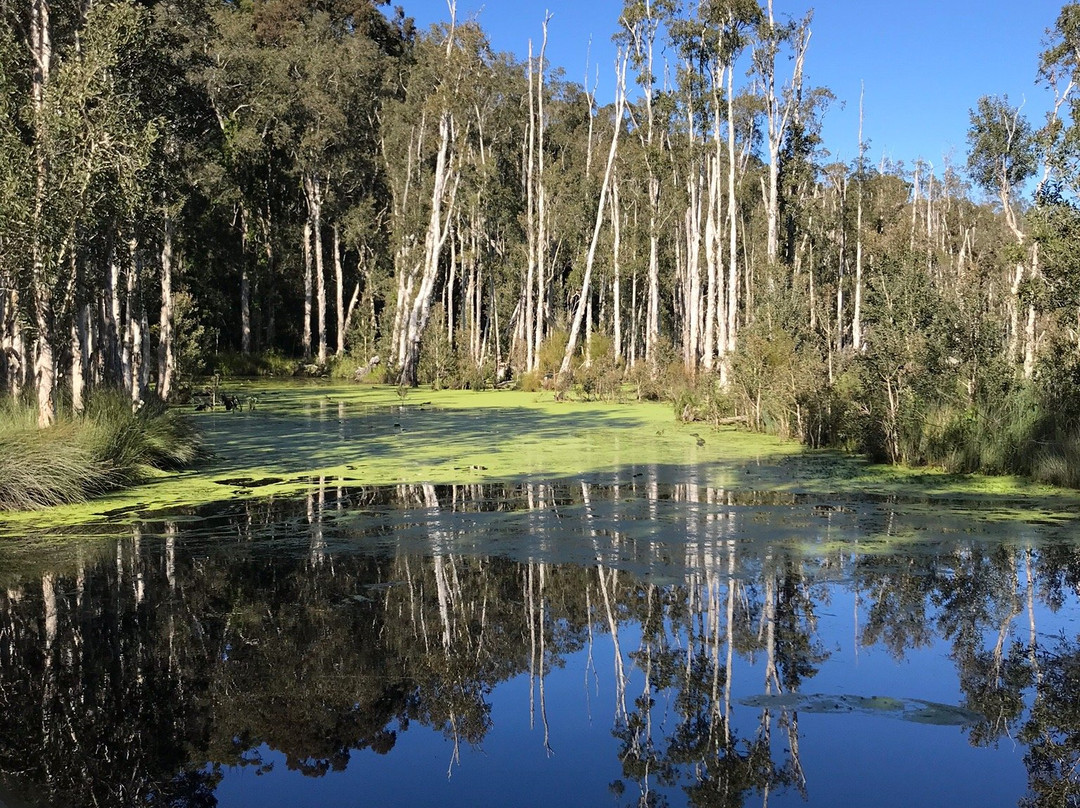 Urunga Wetlands Boardwalk景点图片