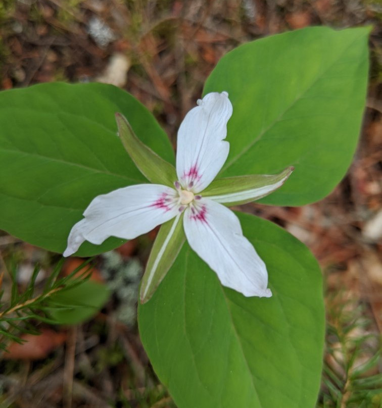 Falls Brook Falls-Bloomfield Ridge必去景点