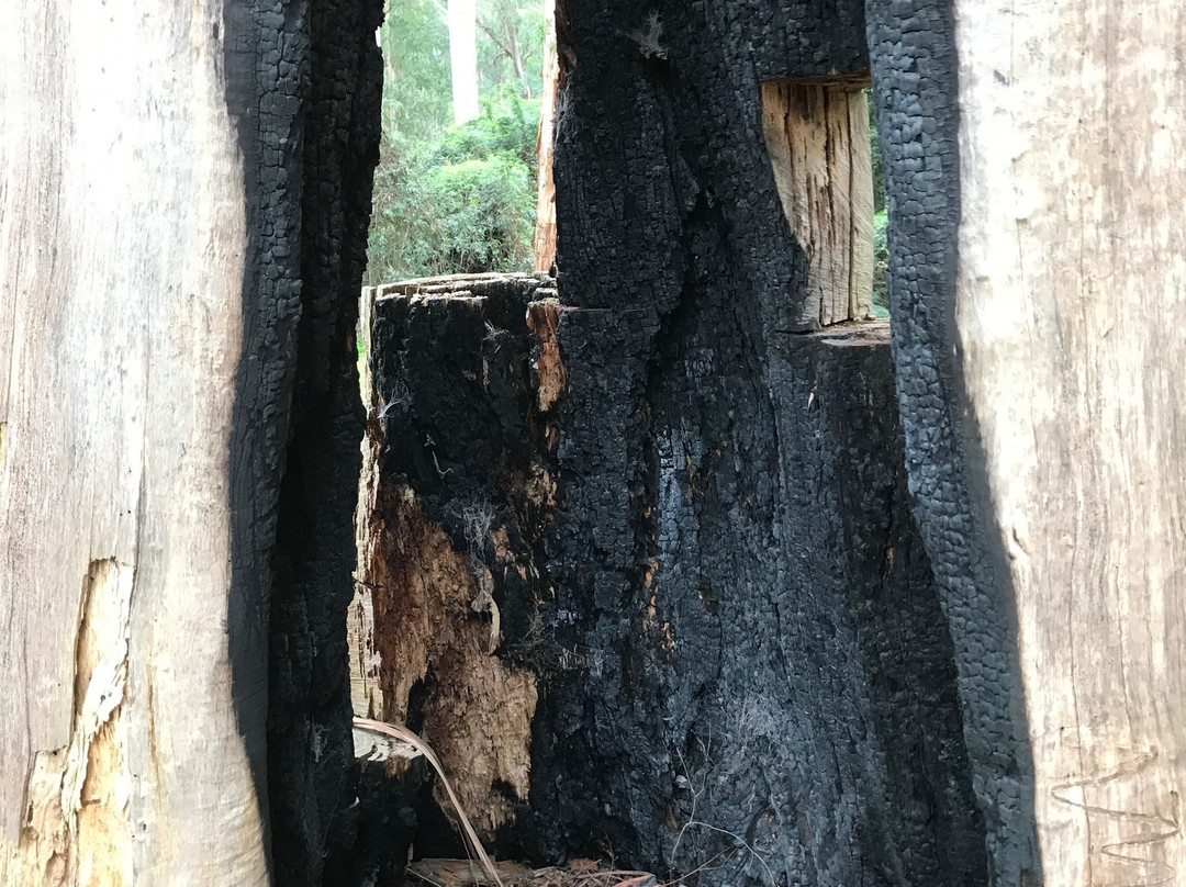 Gembrook Park-Gembrook必去景点