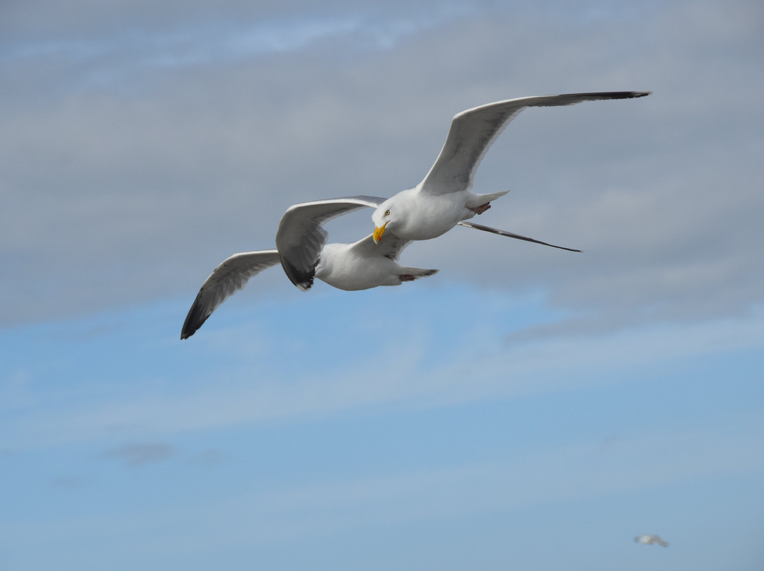 Expeditie Waddenzee景点图片