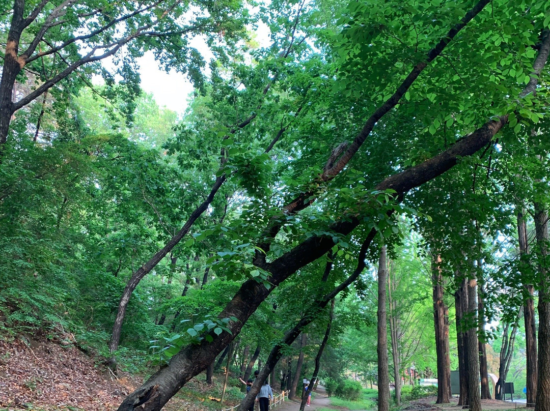 Seongnam Jungang Park-城南市必去景点