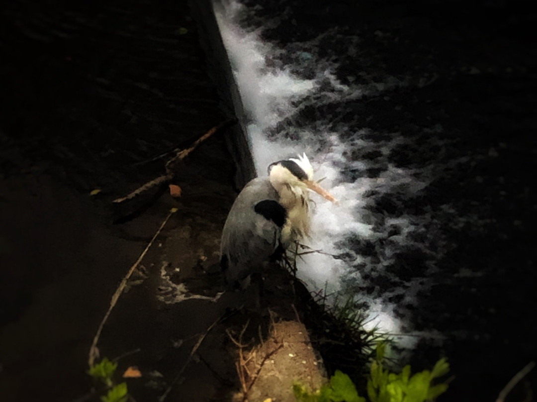 River Dodder景点图片