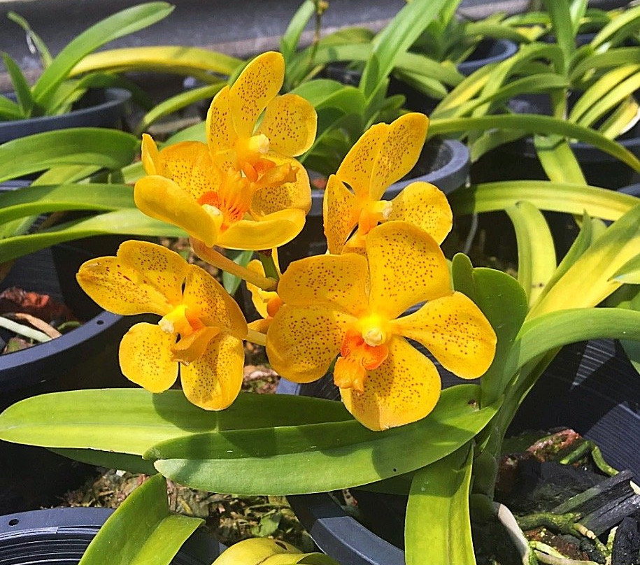 United Malaysian Orchids Sdn Bhd-万挠必去景点