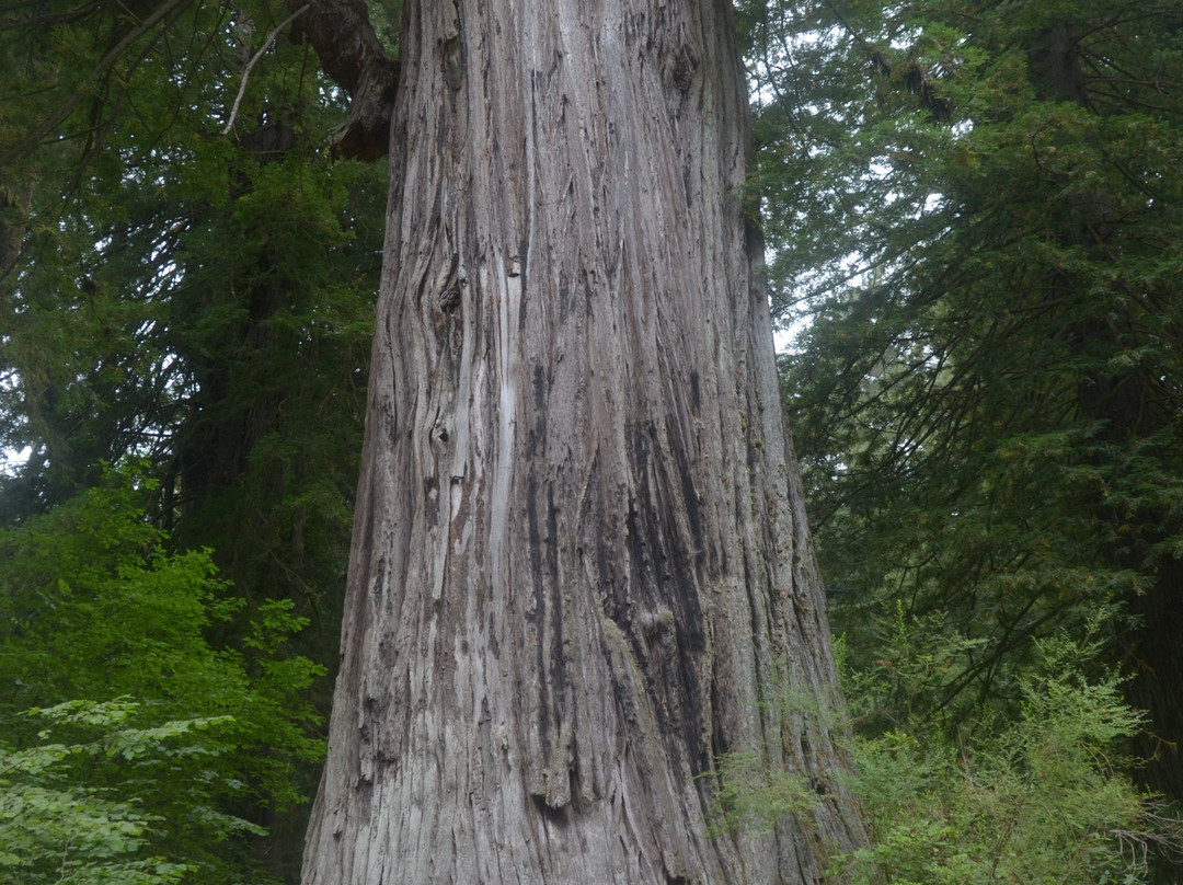 Big Tree景点图片