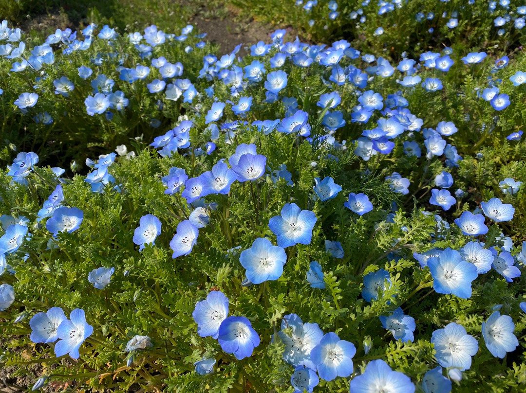 138 Tower Park-一宫市必去景点